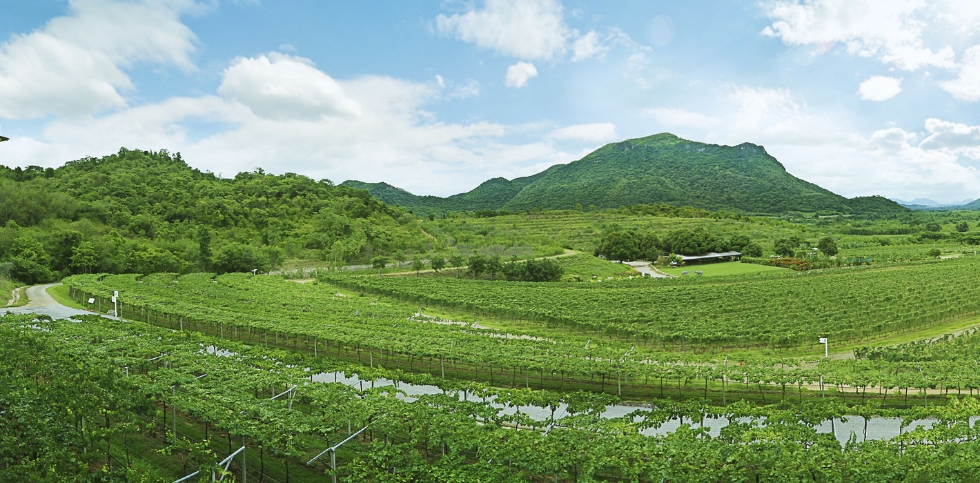 Monsoon Valley Vineyard